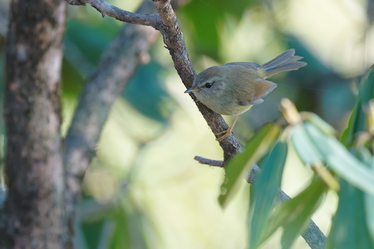Yellowish-bellied Bush Warbler - ML637675412