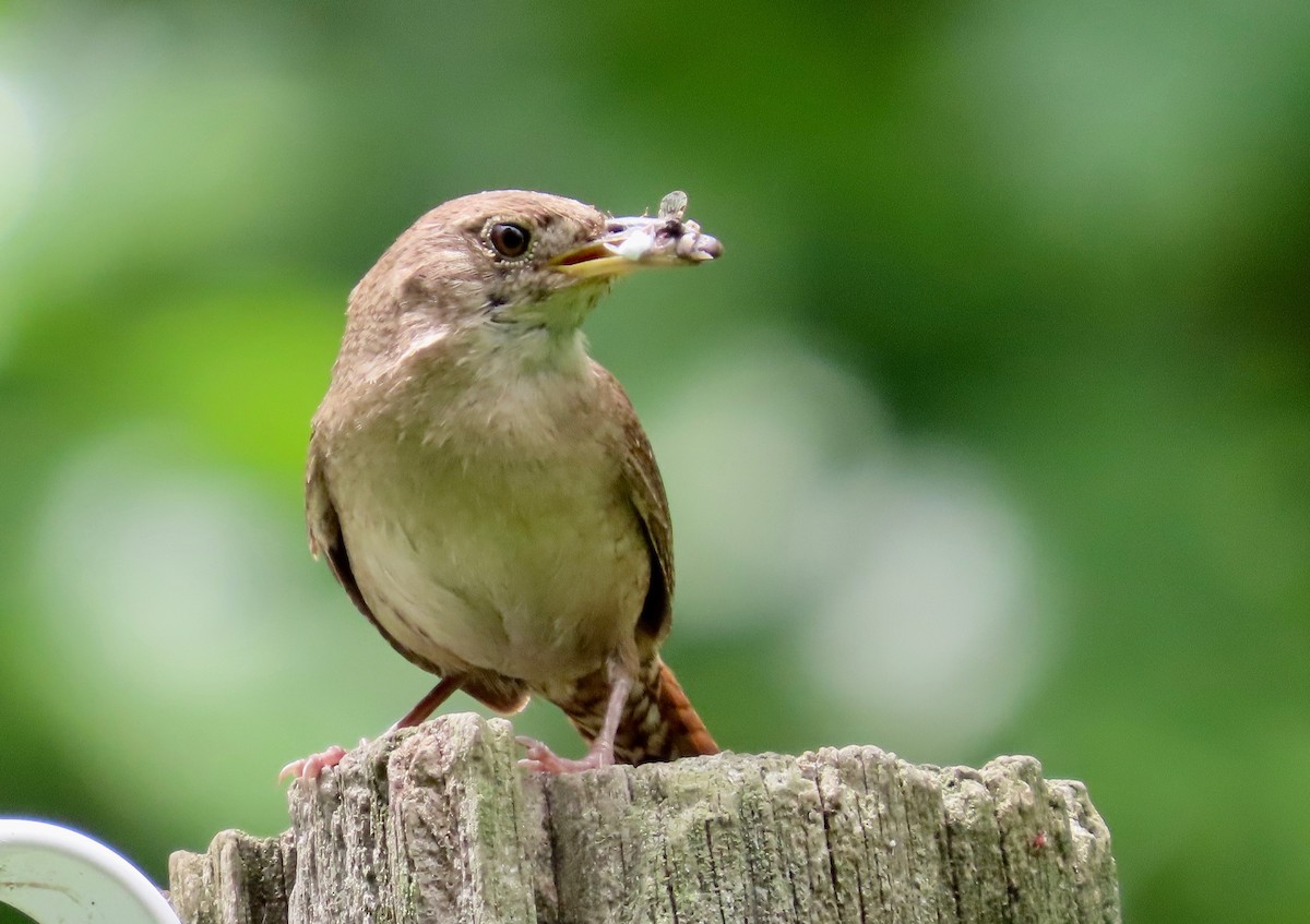 Northern House Wren - ML637675467