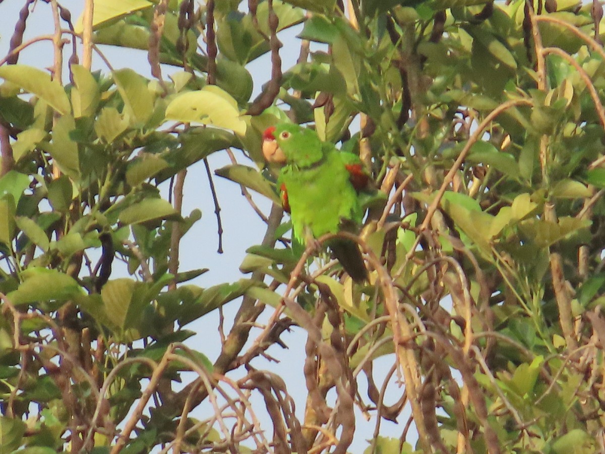 Crimson-fronted Parakeet - ML637675476