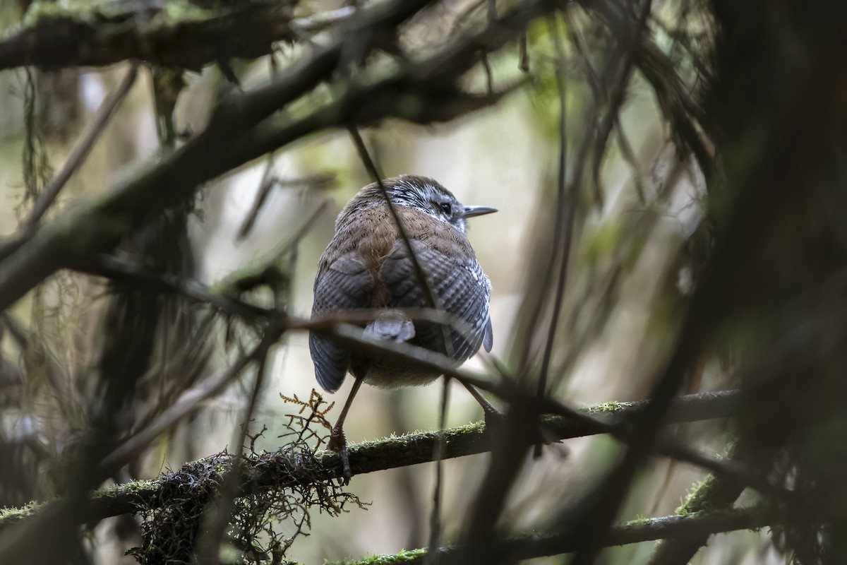 Timberline Wren - ML637675489