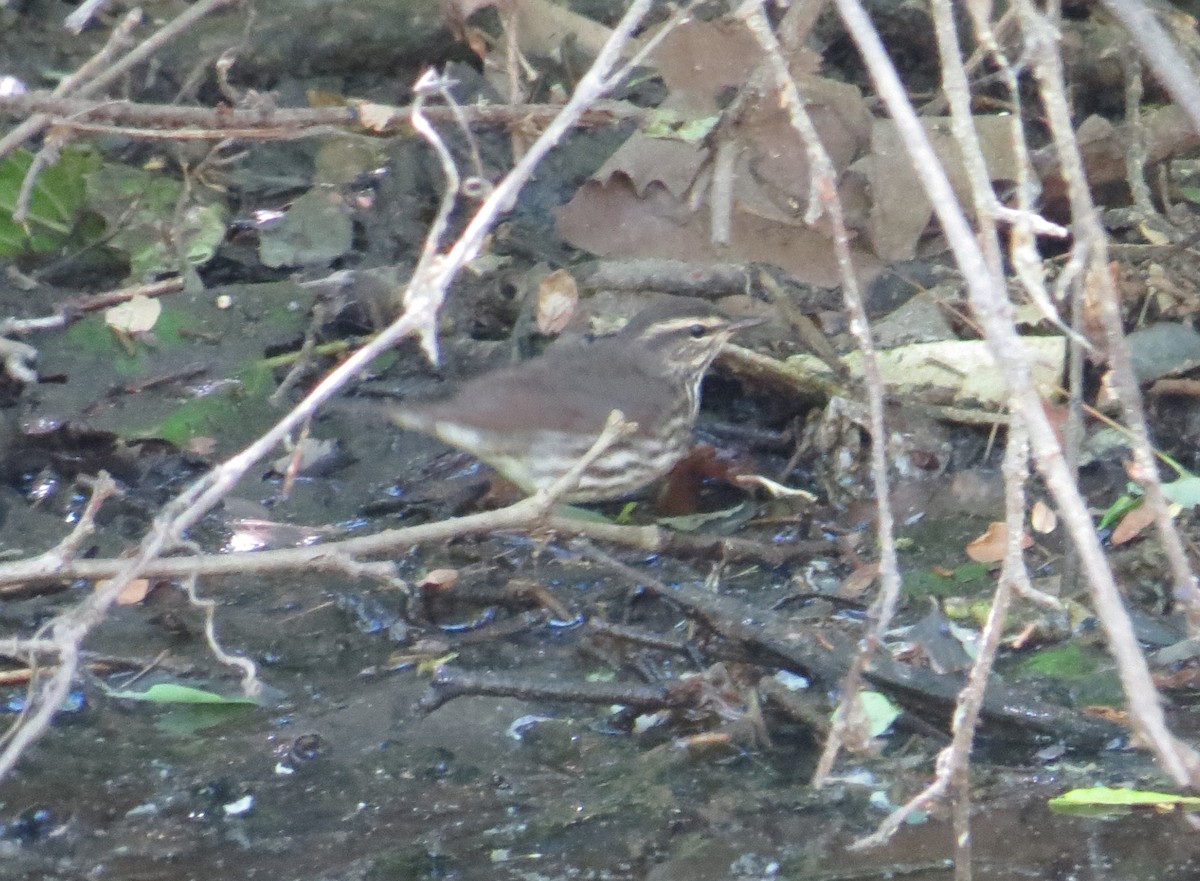 Northern Waterthrush - ML637675567