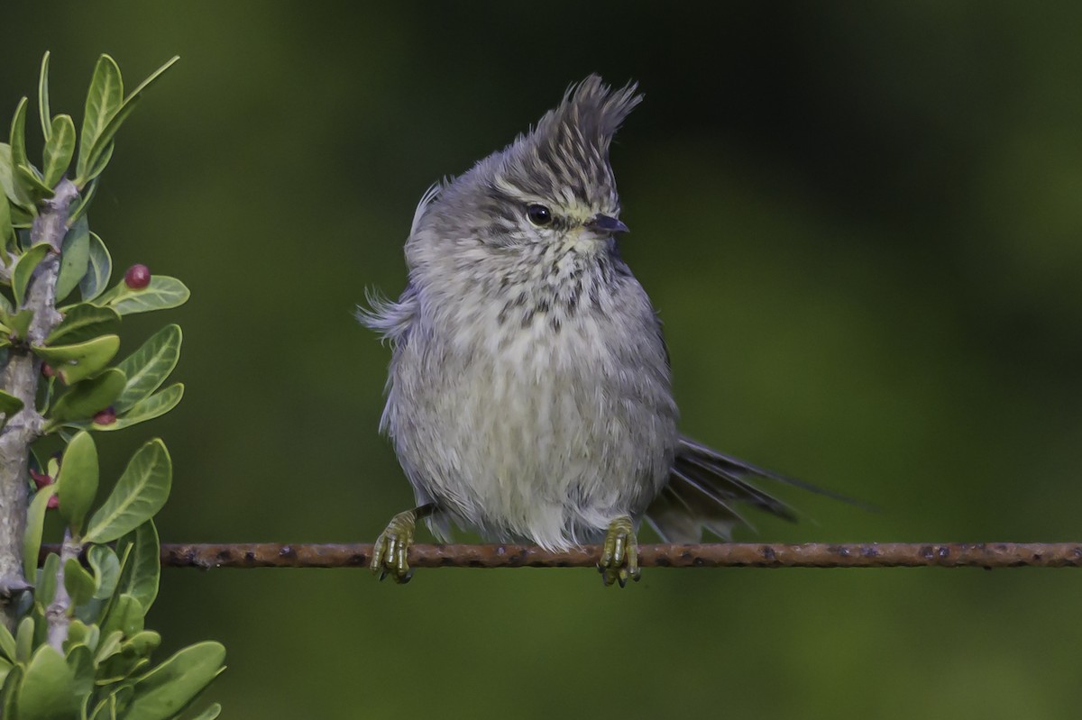 Tufted Tit-Spinetail - ML637675577