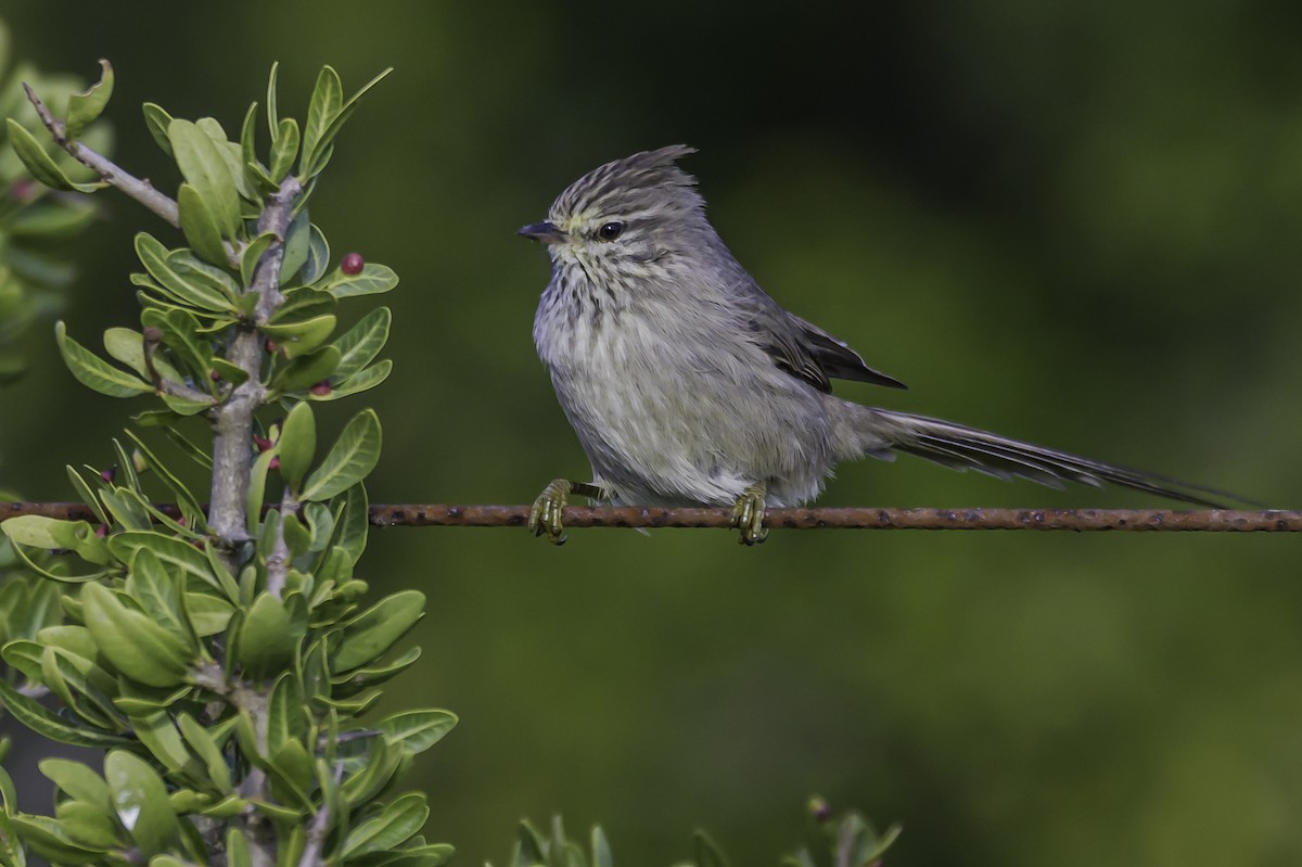 Tufted Tit-Spinetail - ML637675578