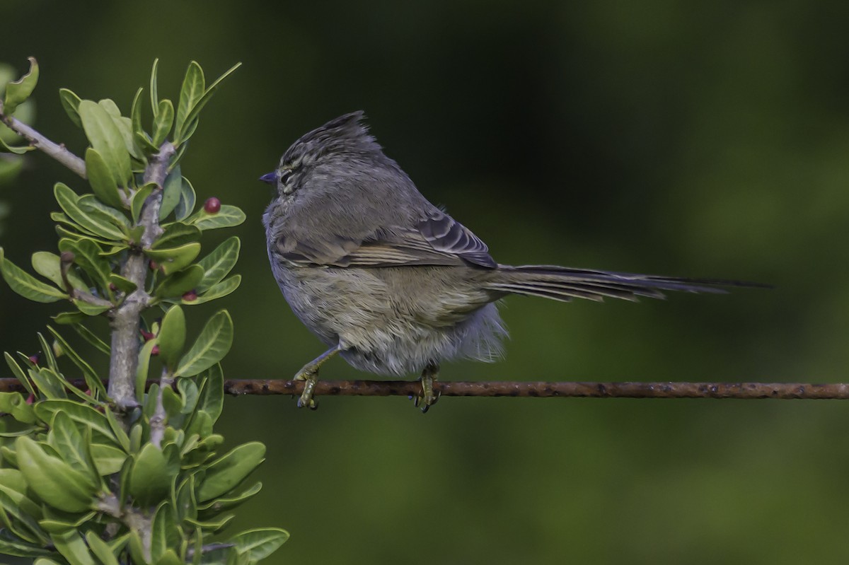 Tufted Tit-Spinetail - ML637675579