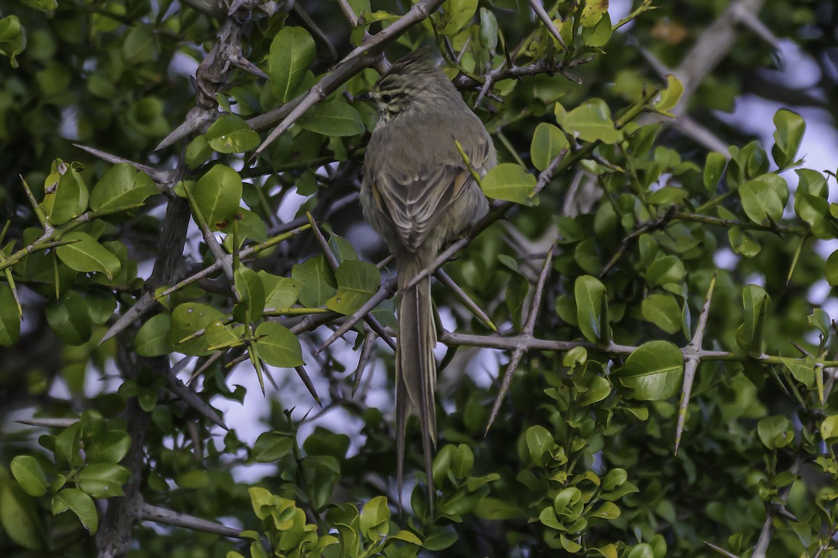 Tufted Tit-Spinetail - ML637675581