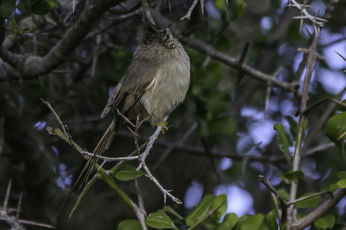 Tufted Tit-Spinetail - ML637675587