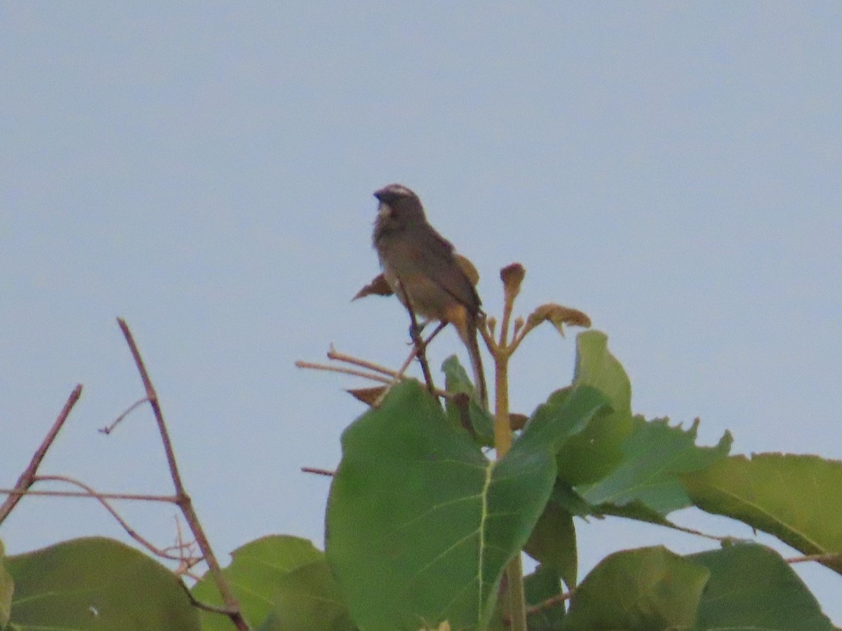 Cinnamon-bellied Saltator - ML637675619