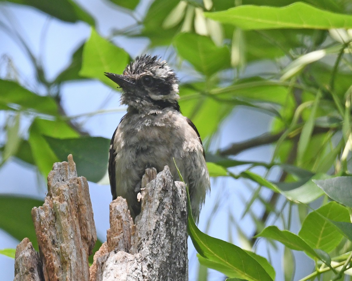 strakapoud osikový (ssp. pubescens/medianus) - ML637675668