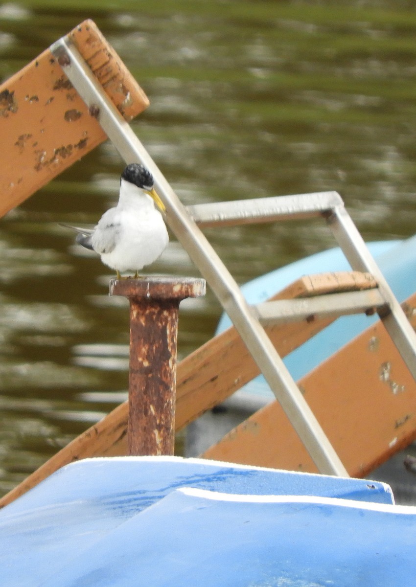 Yellow-billed Tern - ML637675669
