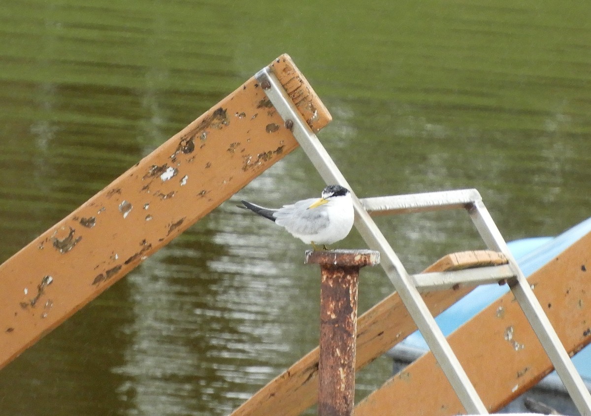 Yellow-billed Tern - ML637675670