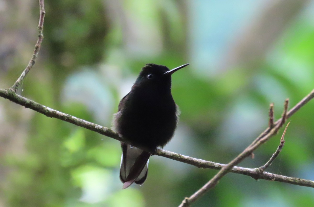 Black-bellied Hummingbird - ML637675671