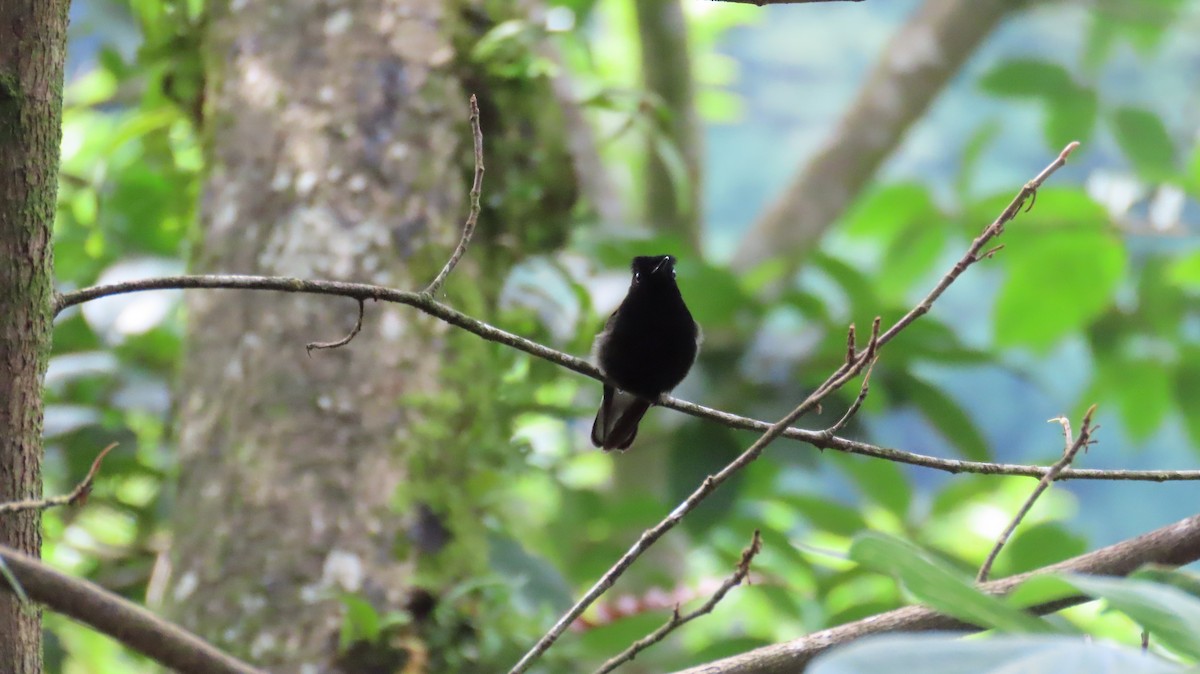 Black-bellied Hummingbird - ML637675672