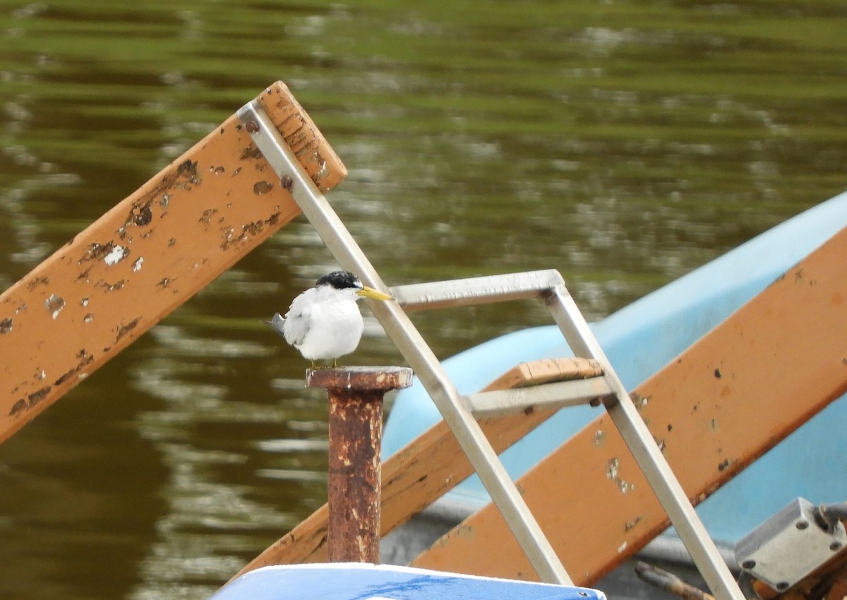 Yellow-billed Tern - ML637675673