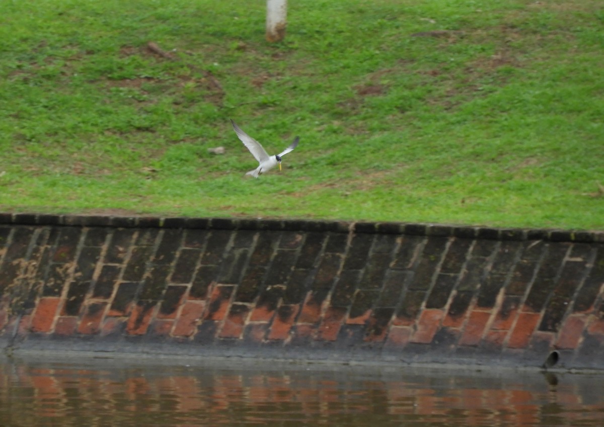 Yellow-billed Tern - ML637675674
