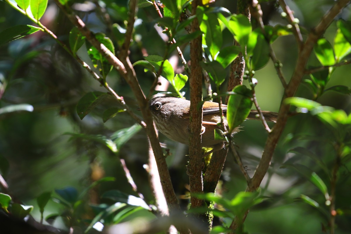 Taiwan Fulvetta - ML637675682