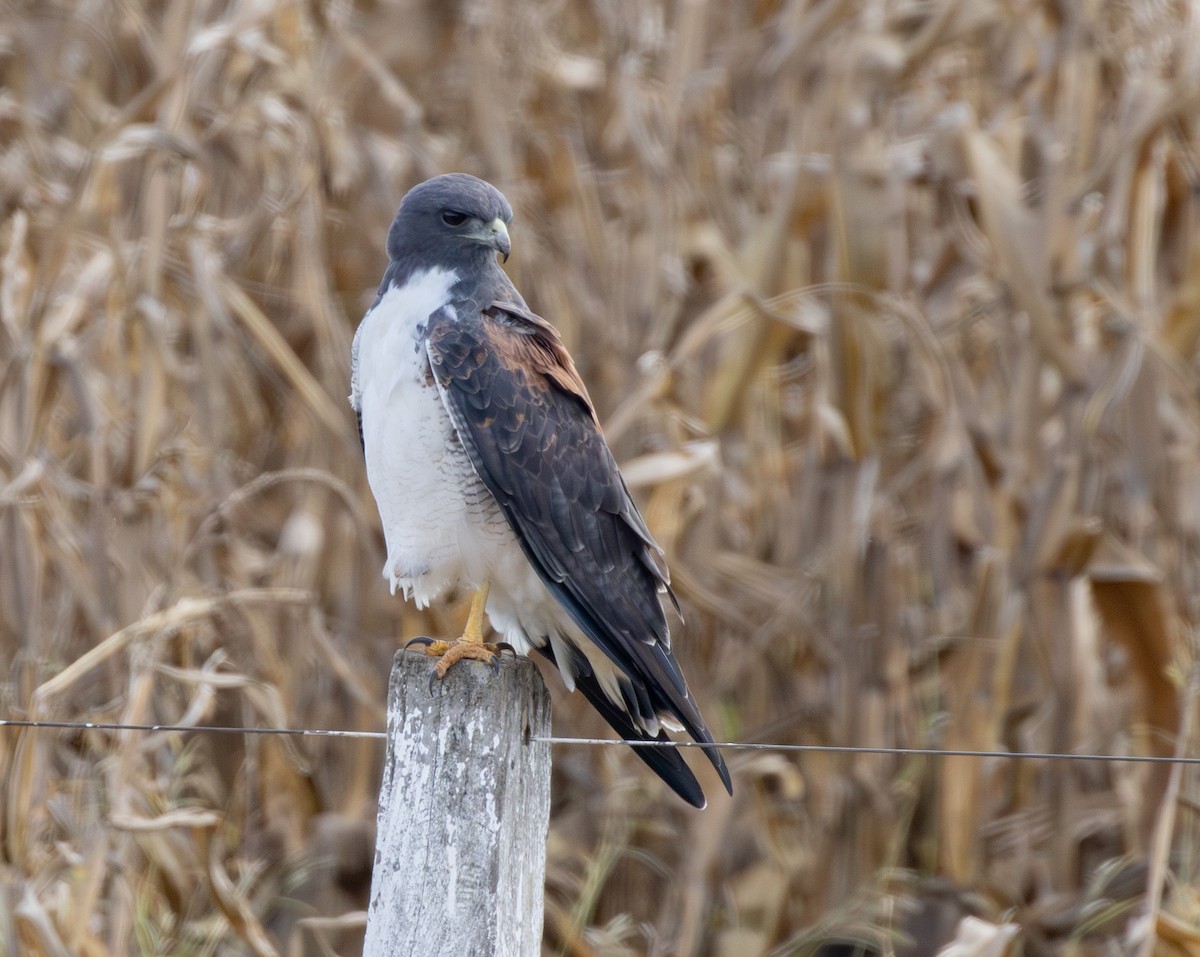 White-tailed Hawk - ML637675786