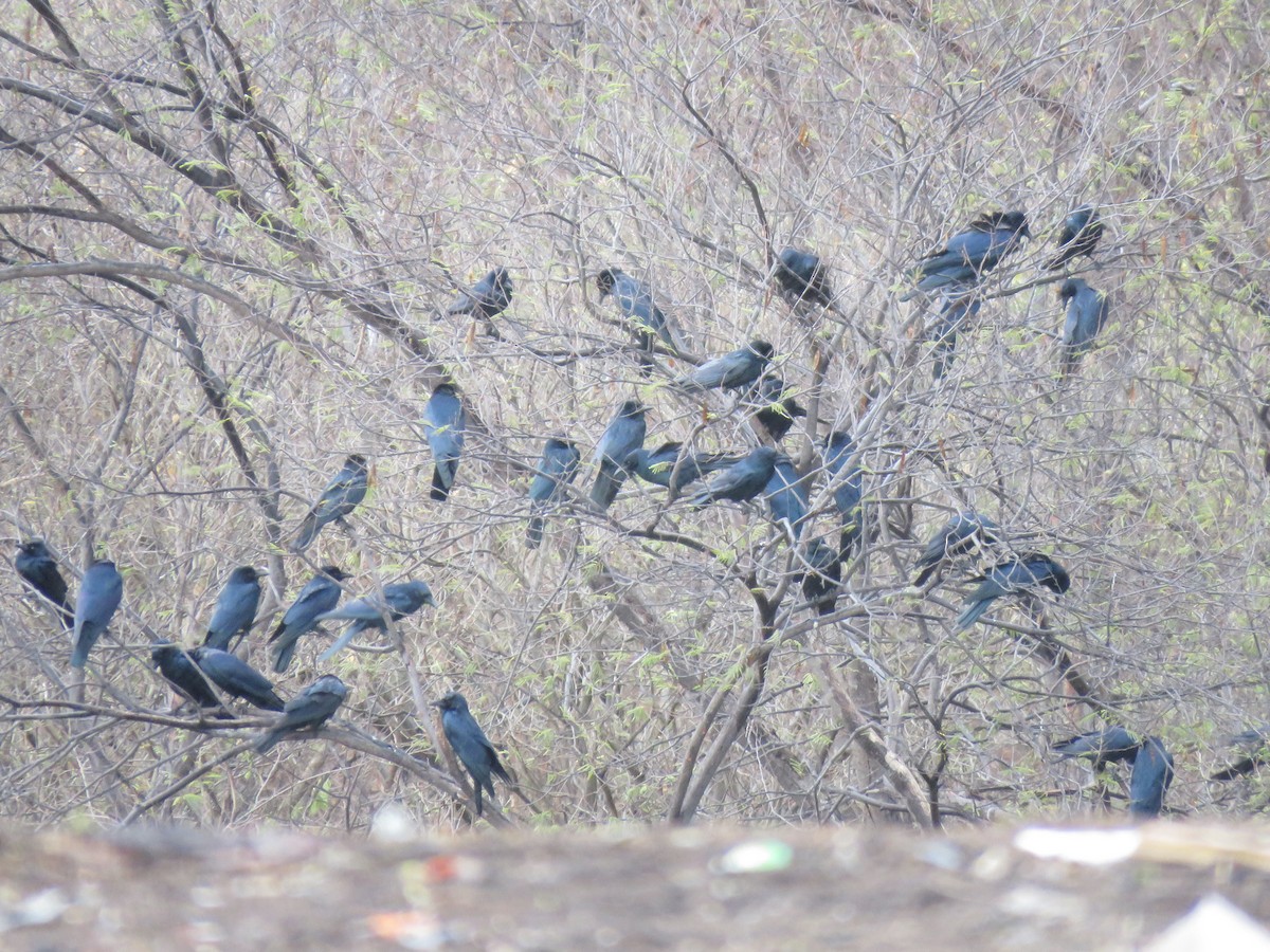 Sinaloa Crow - ML637675863