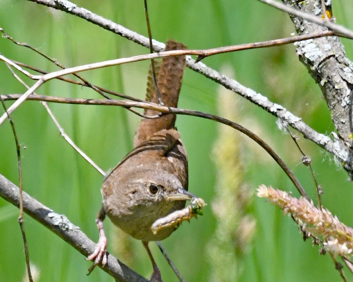 Northern House Wren (Northern) - ML637675912