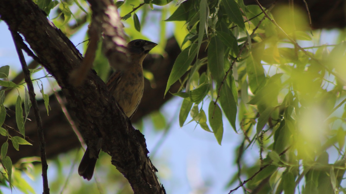 Blue Grosbeak - ML637675971