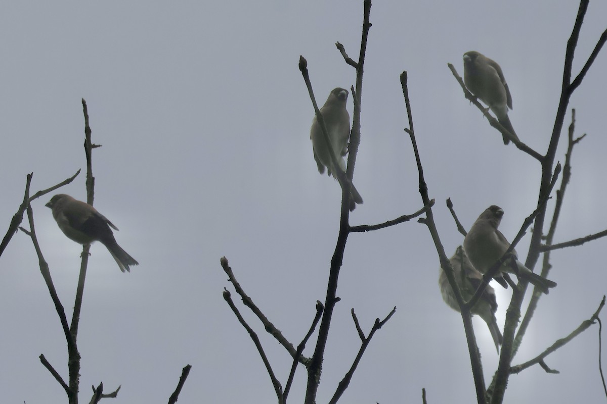 Brown Bullfinch - ML637675993