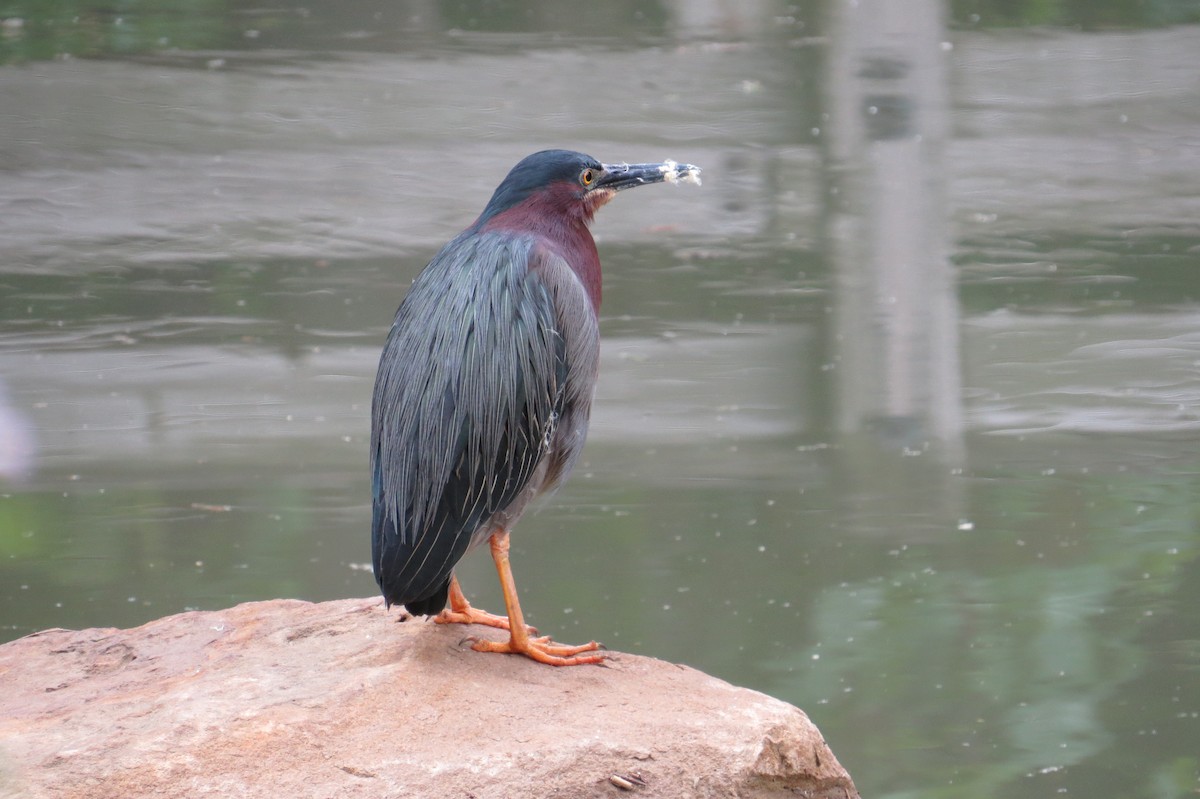Green Heron - ML637676003