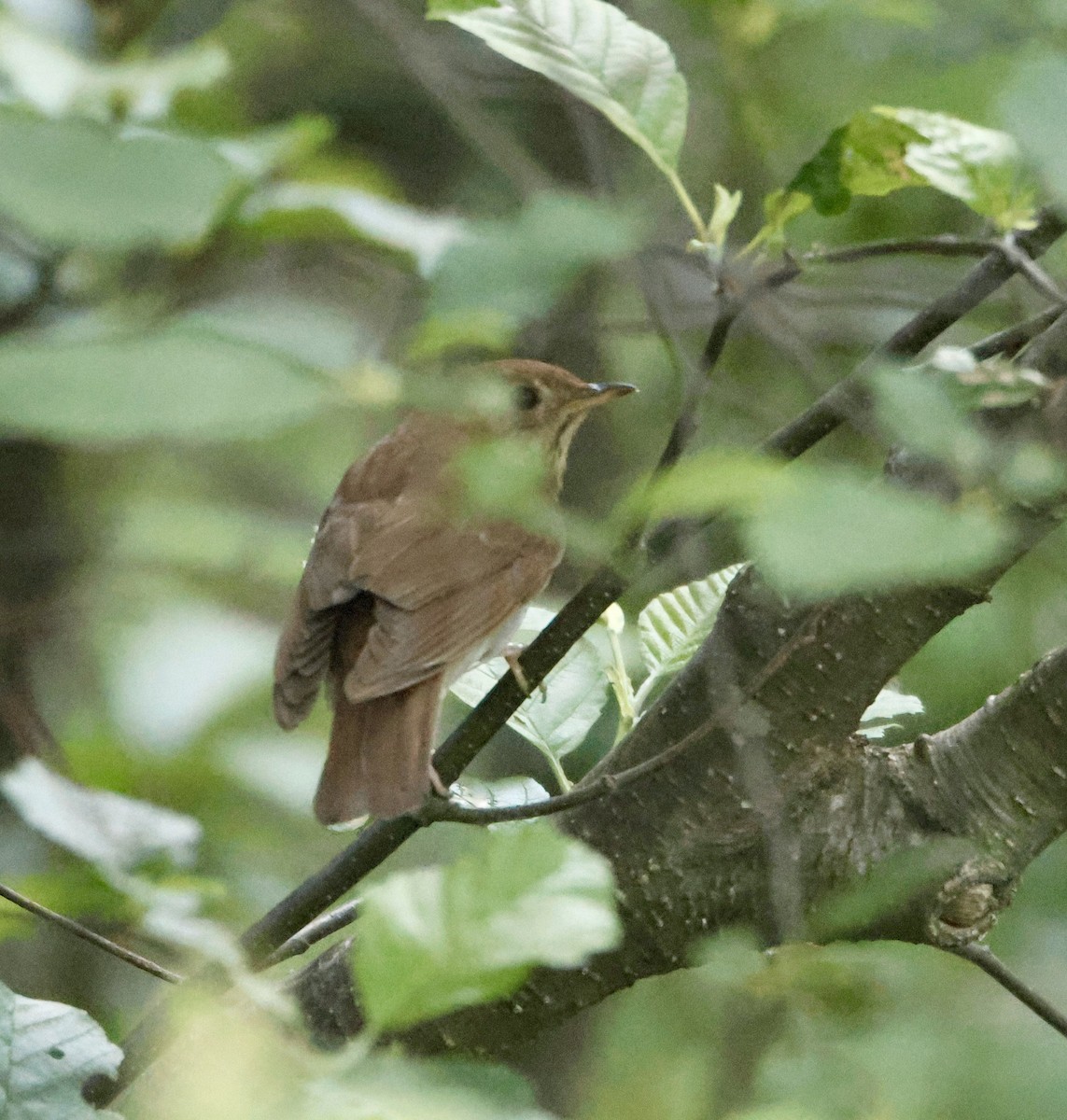 thrush sp. - ML637676026