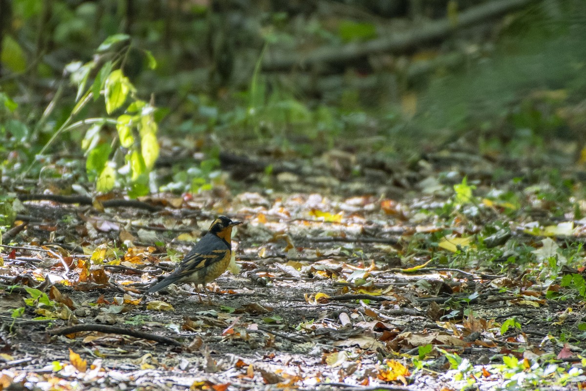 Varied Thrush - ML637676092