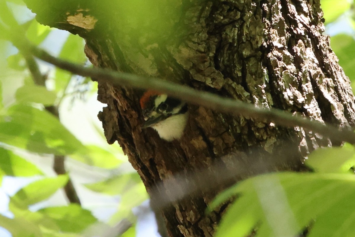 strakapoud osikový (ssp. leucurus/glacialis) - ML637676118