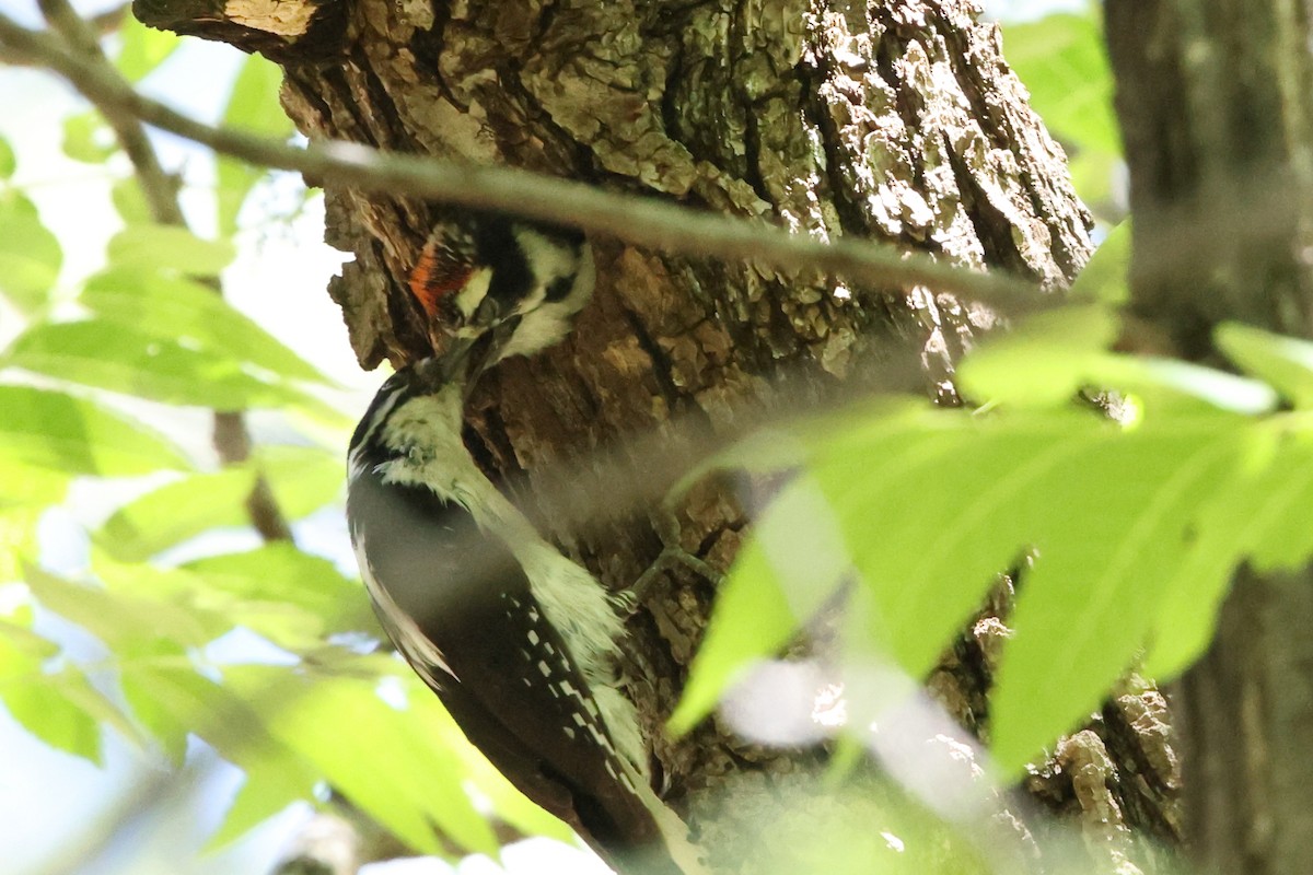 strakapoud osikový (ssp. leucurus/glacialis) - ML637676119