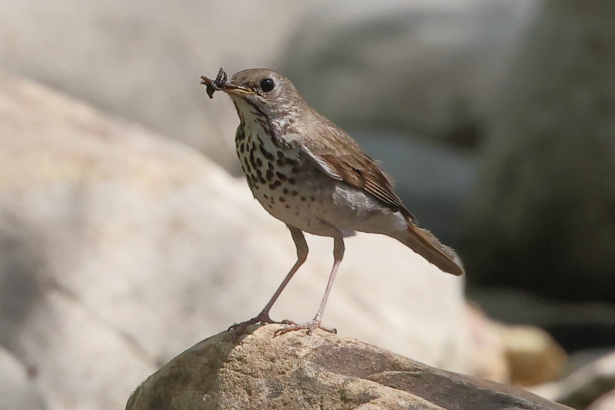 Hermit Thrush (auduboni Group) - ML637676224