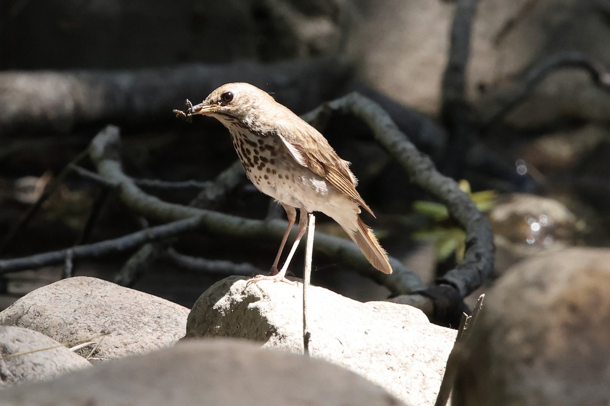 Hermit Thrush (auduboni Group) - ML637676225
