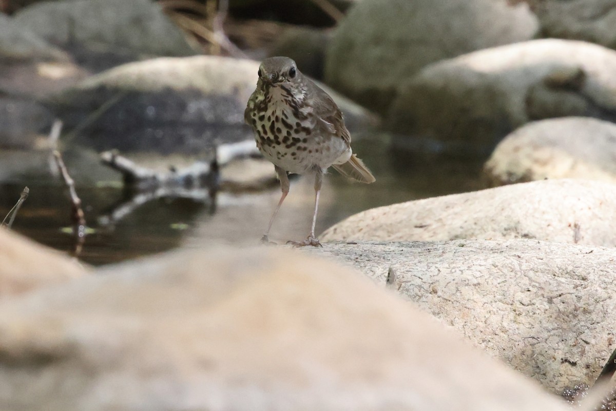Hermit Thrush (auduboni Group) - ML637676226