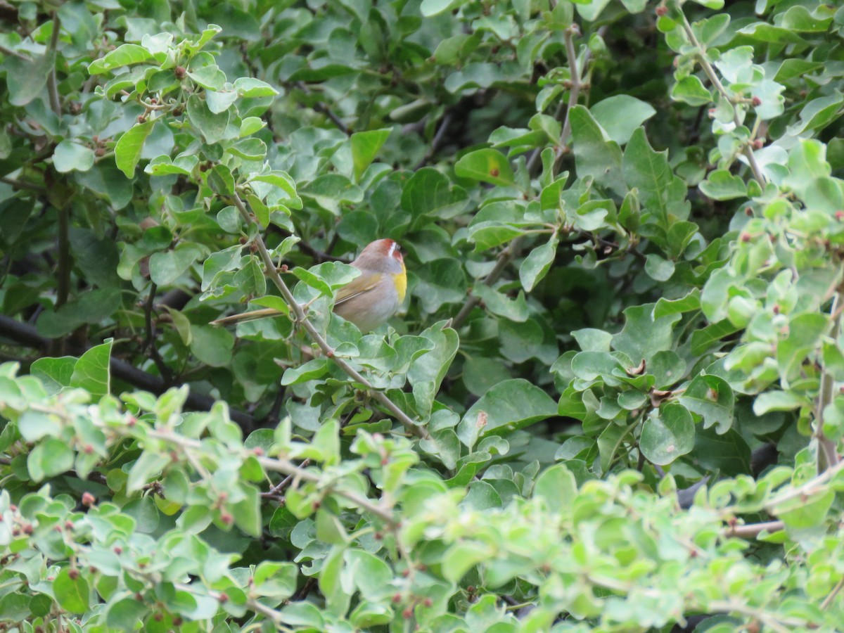 アカボウシアメリカムシクイ - ML637676253