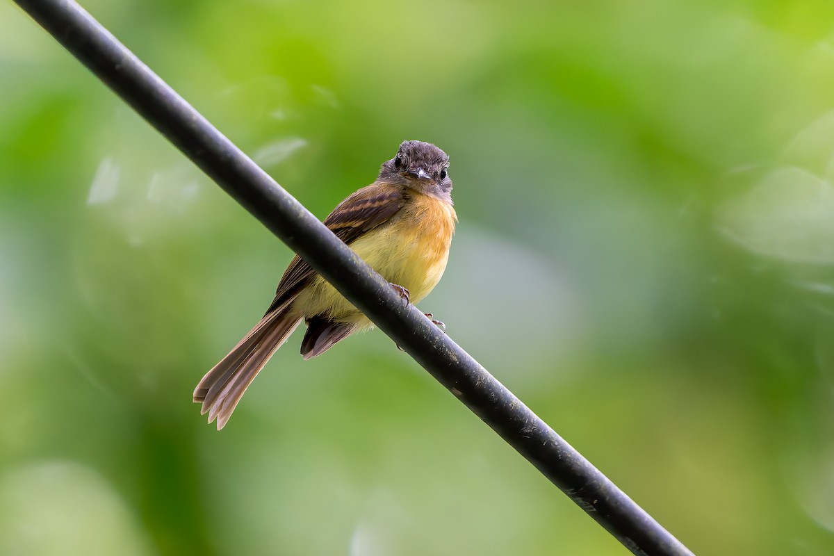Tawny-chested Flycatcher - ML637676282