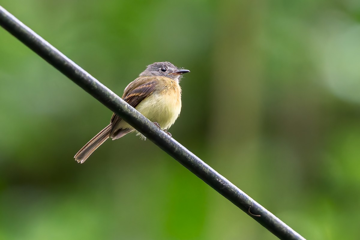 Tawny-chested Flycatcher - ML637676283