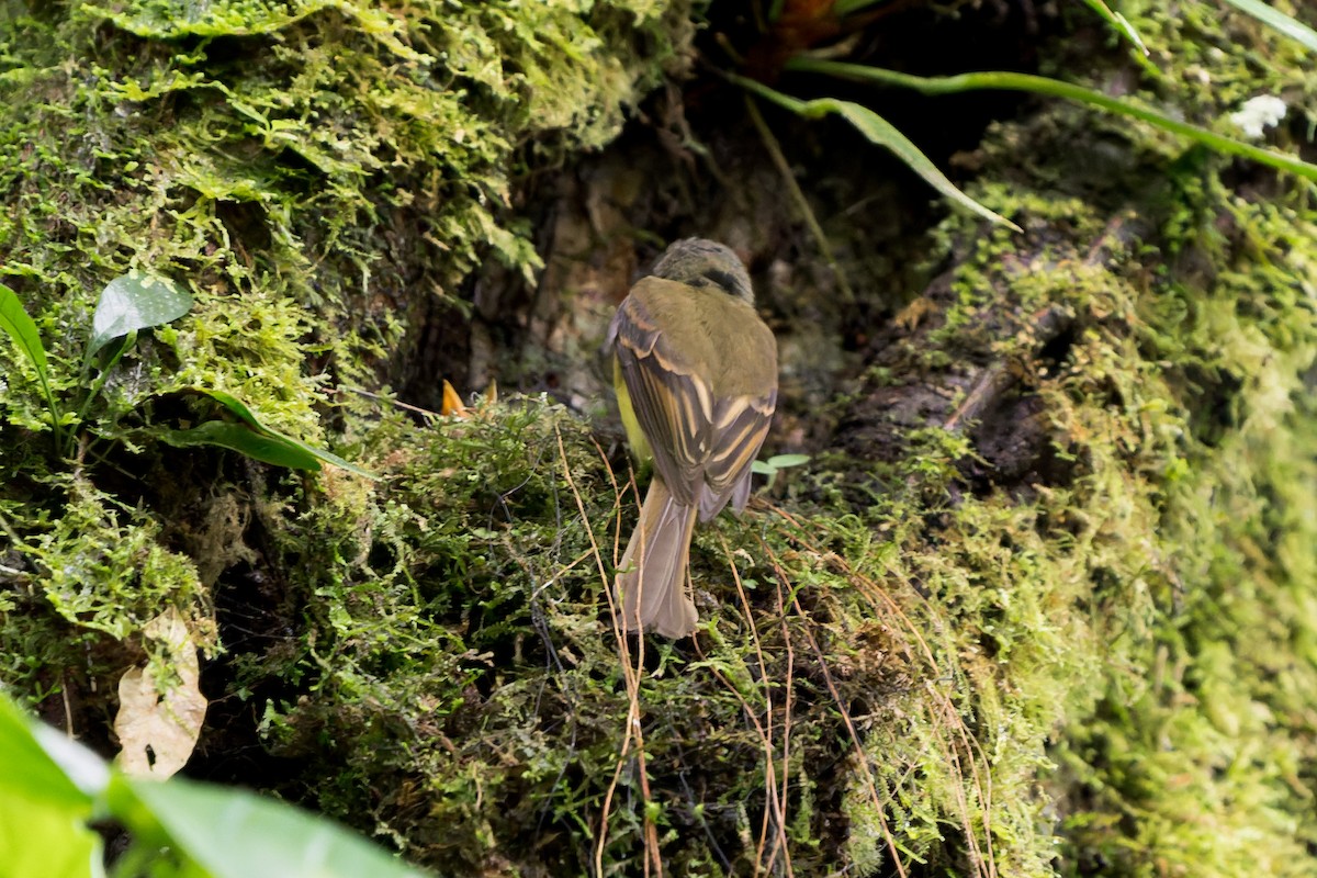 Tawny-chested Flycatcher - ML637676285