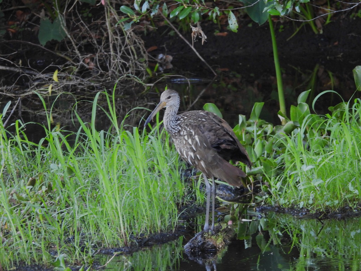 Limpkin - ML637676293