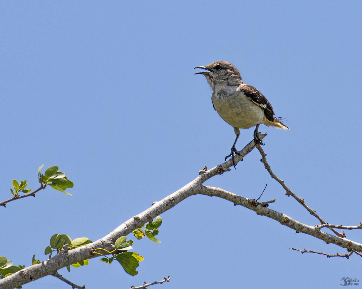 Northern Mockingbird - ML637676307