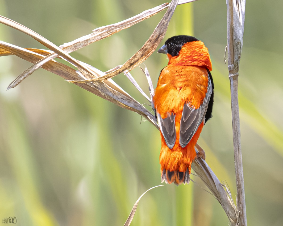 Northern Red Bishop - ML637676308