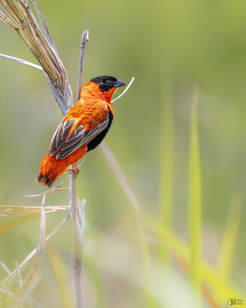 Northern Red Bishop - ML637676309