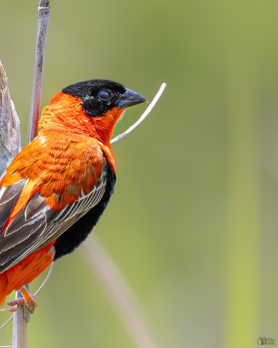 Northern Red Bishop - ML637676311