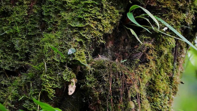 Tawny-chested Flycatcher - ML637676349