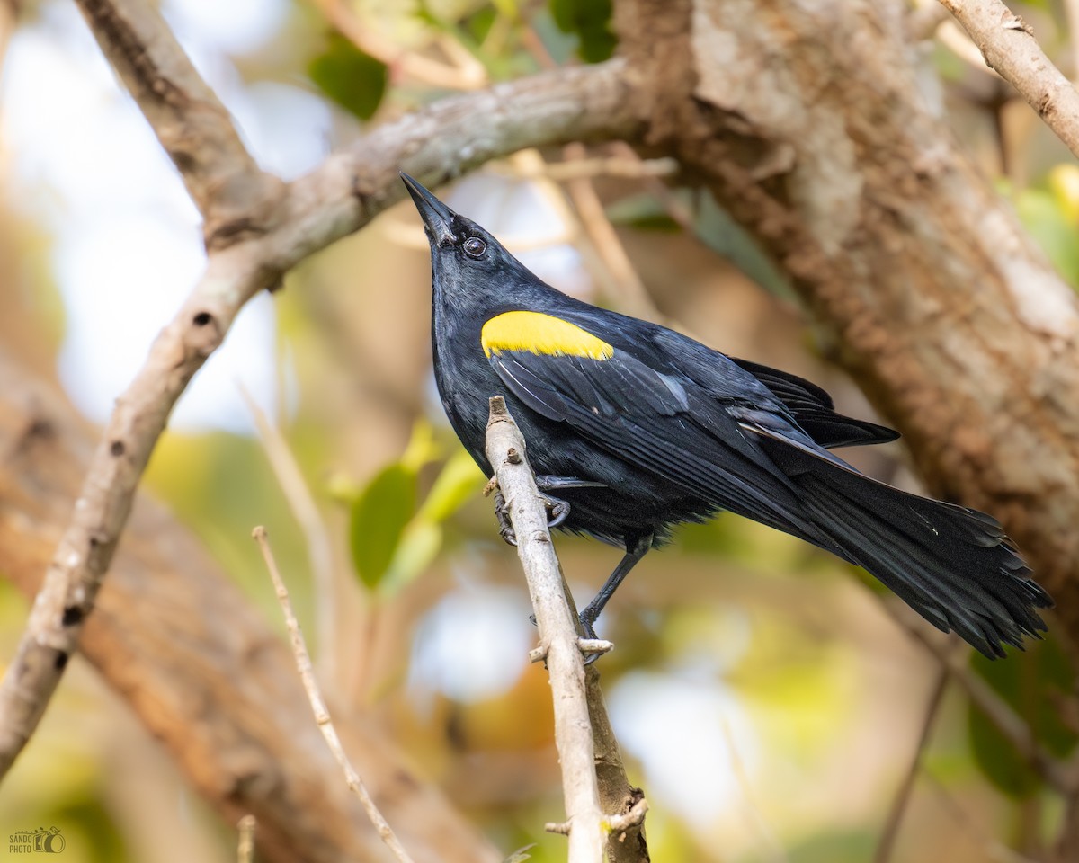 Yellow-shouldered Blackbird - ML637676390