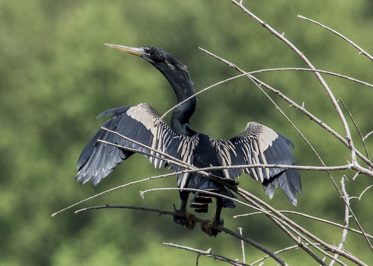 Anhinga d'Amérique - ML63767641