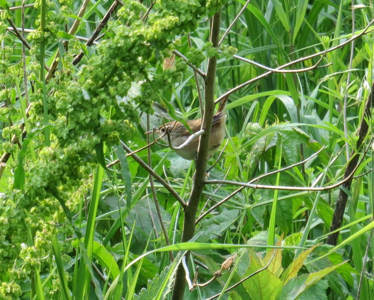 Marsh Wren - ML637676418