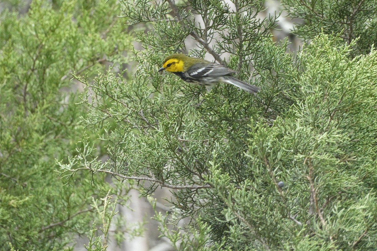 Golden-cheeked Warbler - ML637676421