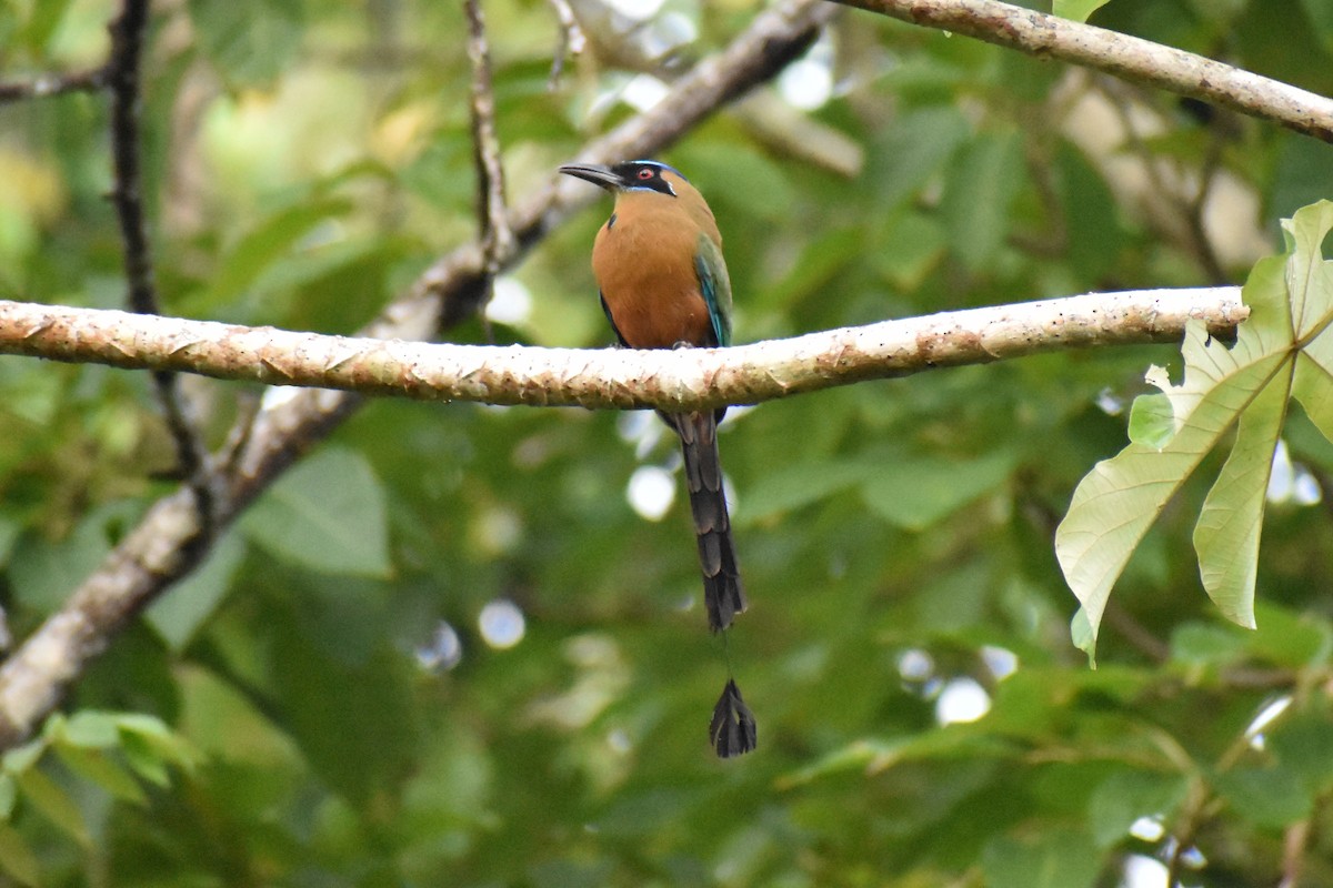 Whooping Motmot - ML637676429