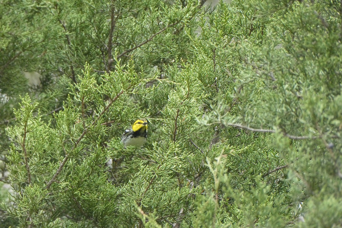 Golden-cheeked Warbler - ML637676442