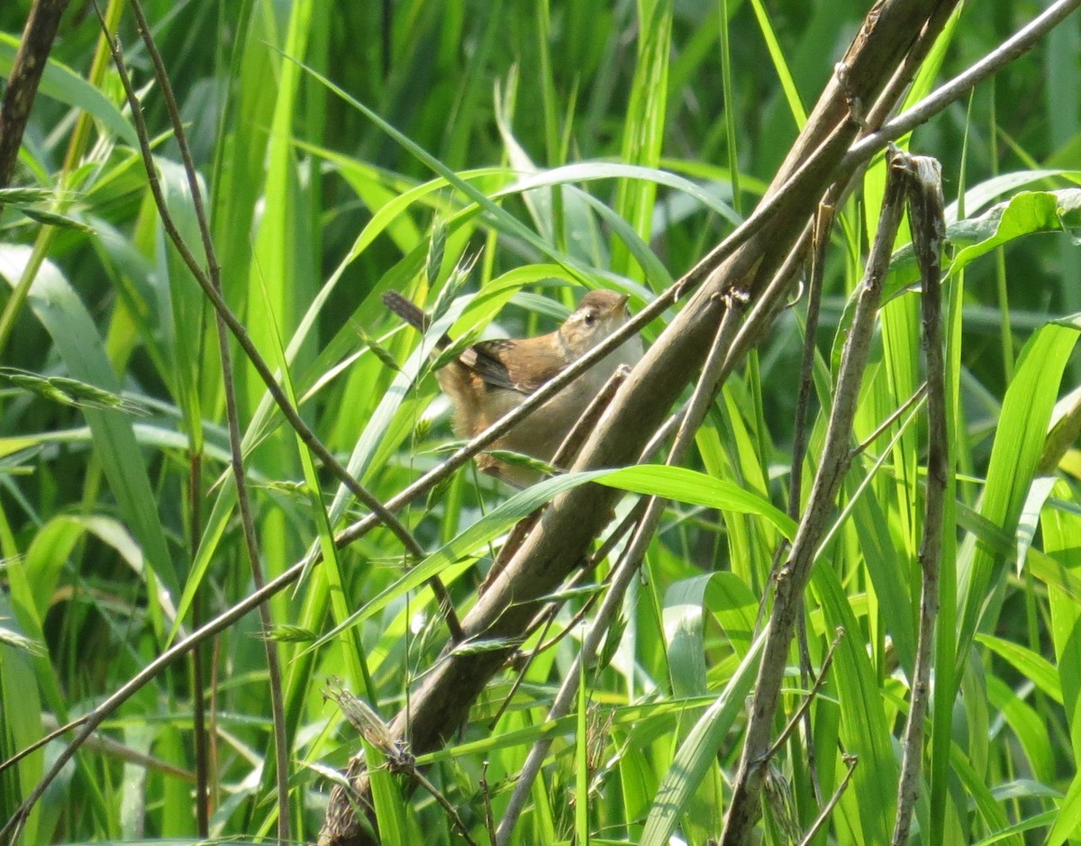 Marsh Wren - ML637676448