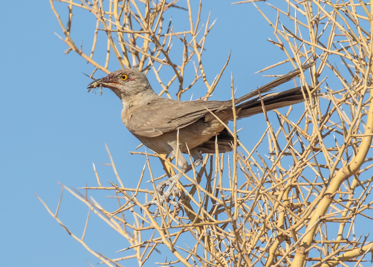 Bendire's Thrasher - ML637676505